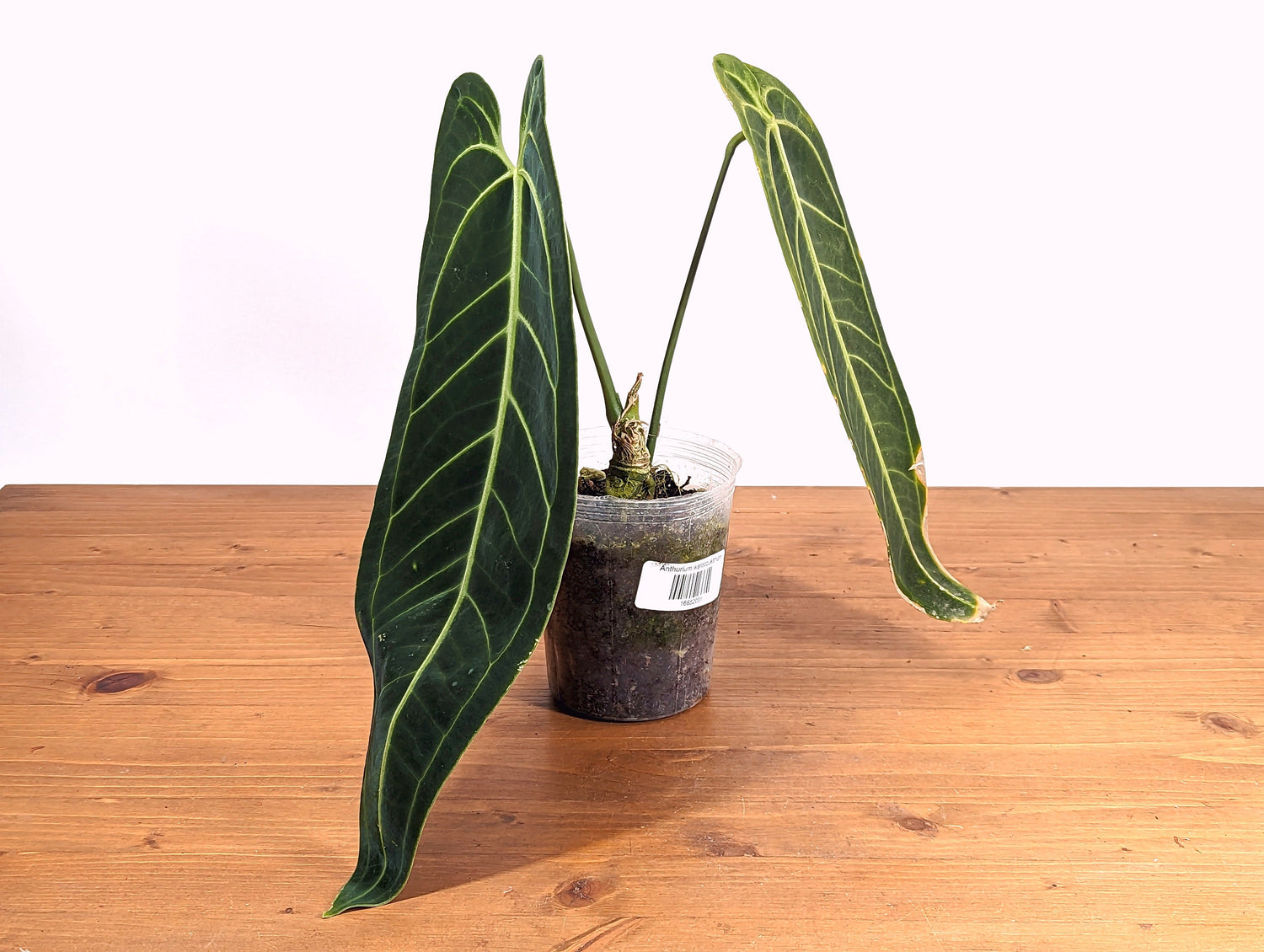 Anthurium Warocqueanum Queen Plant Mature 4 inch pot 2 or more leaves