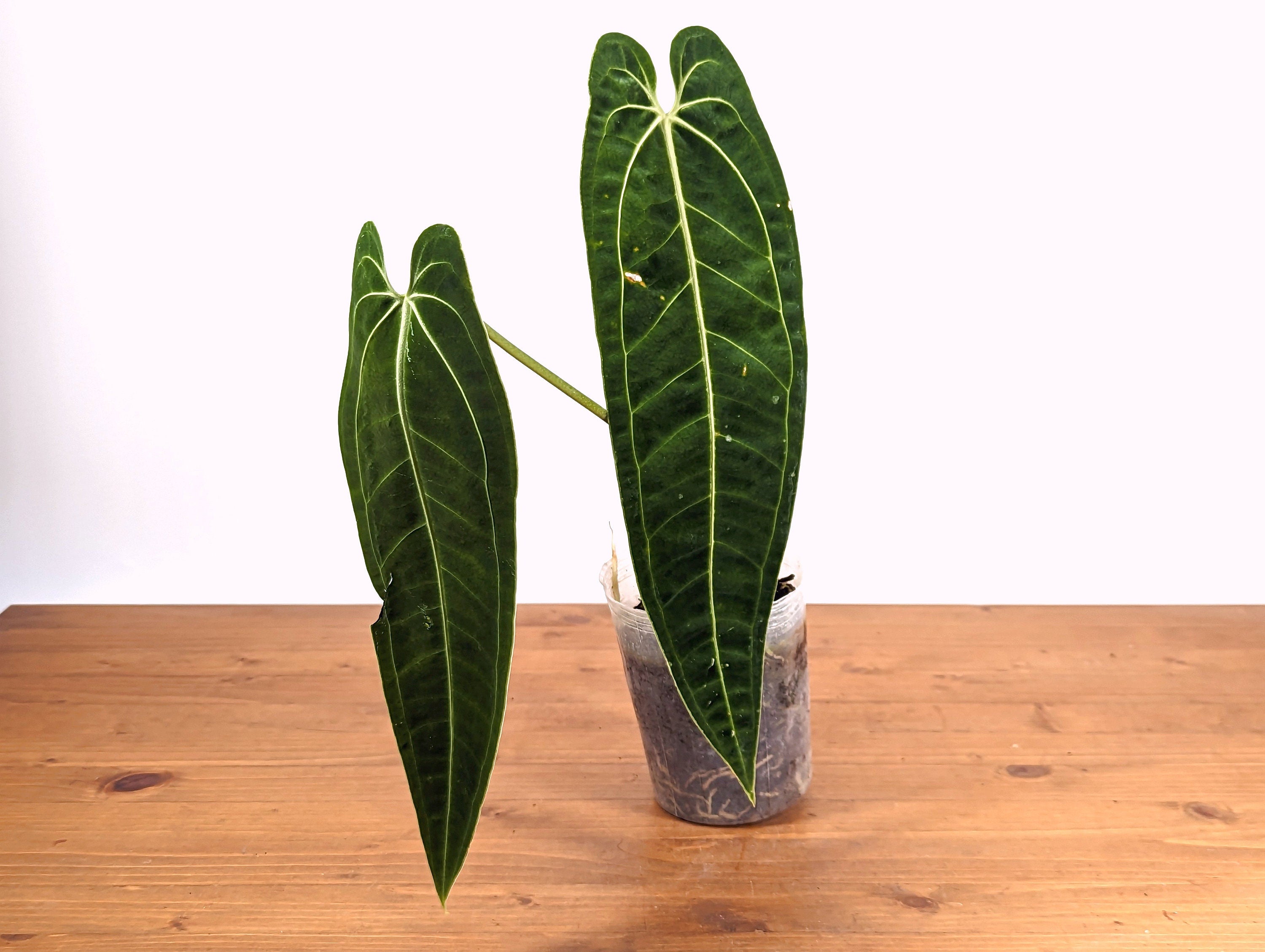 Anthurium Warocqueanum Queen Plant Mature 4 inch pot 2 or more leaves