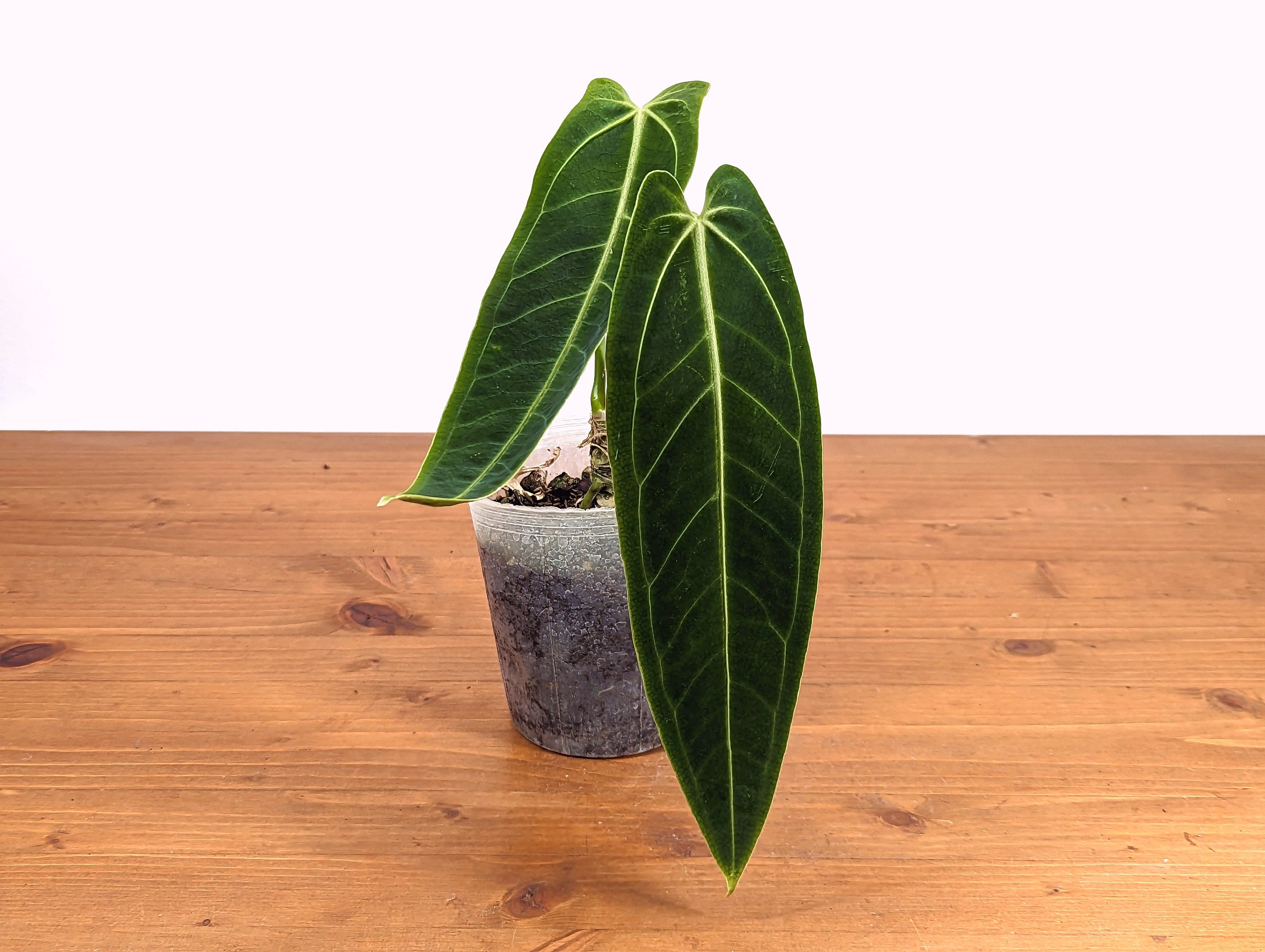 Anthurium Warocqueanum Queen Plant Mature 4 inch pot 2 or more leaves