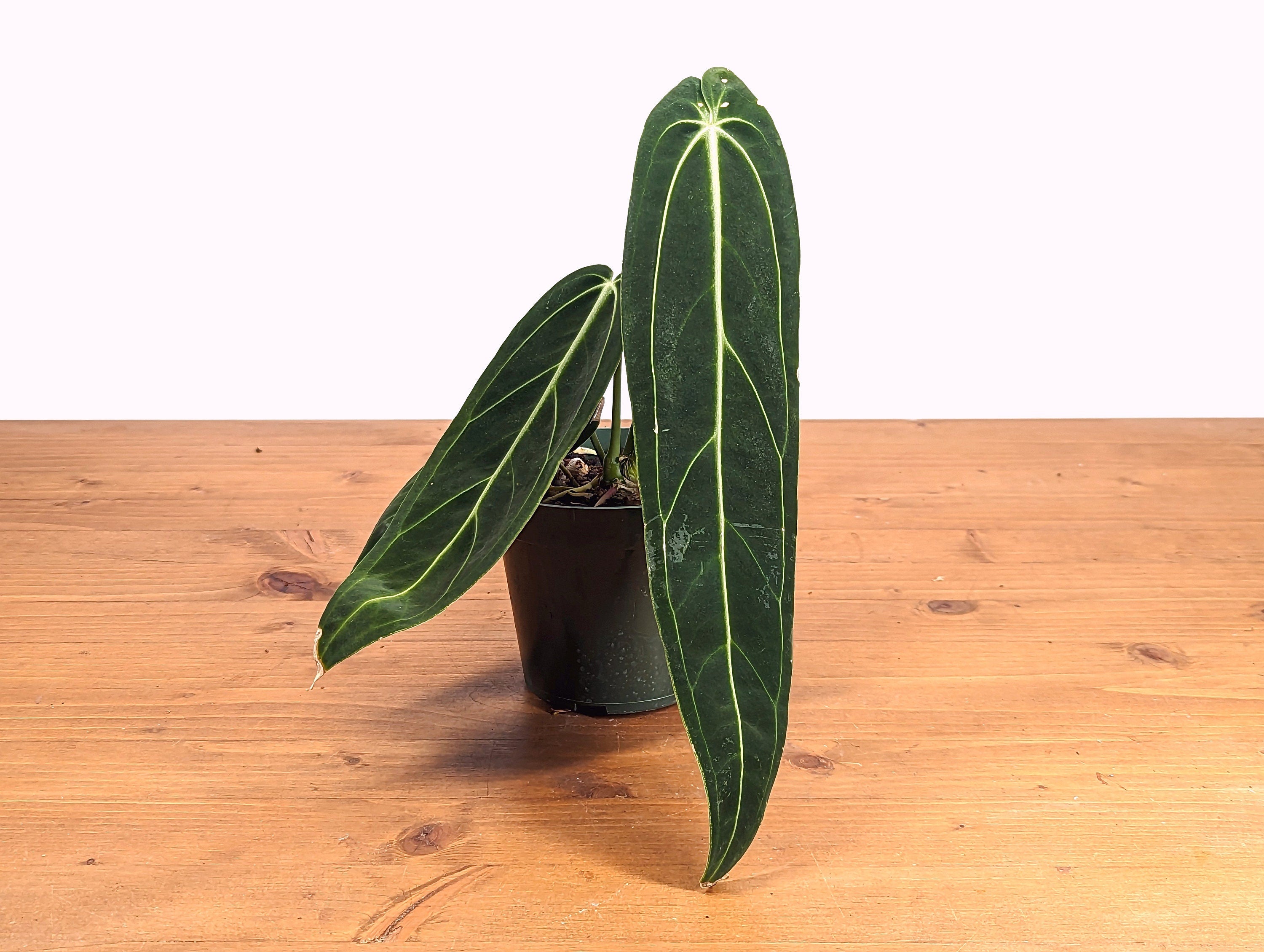 Anthurium Warocqueanum Queen Plant Mature 4 inch pot 2 or more leaves