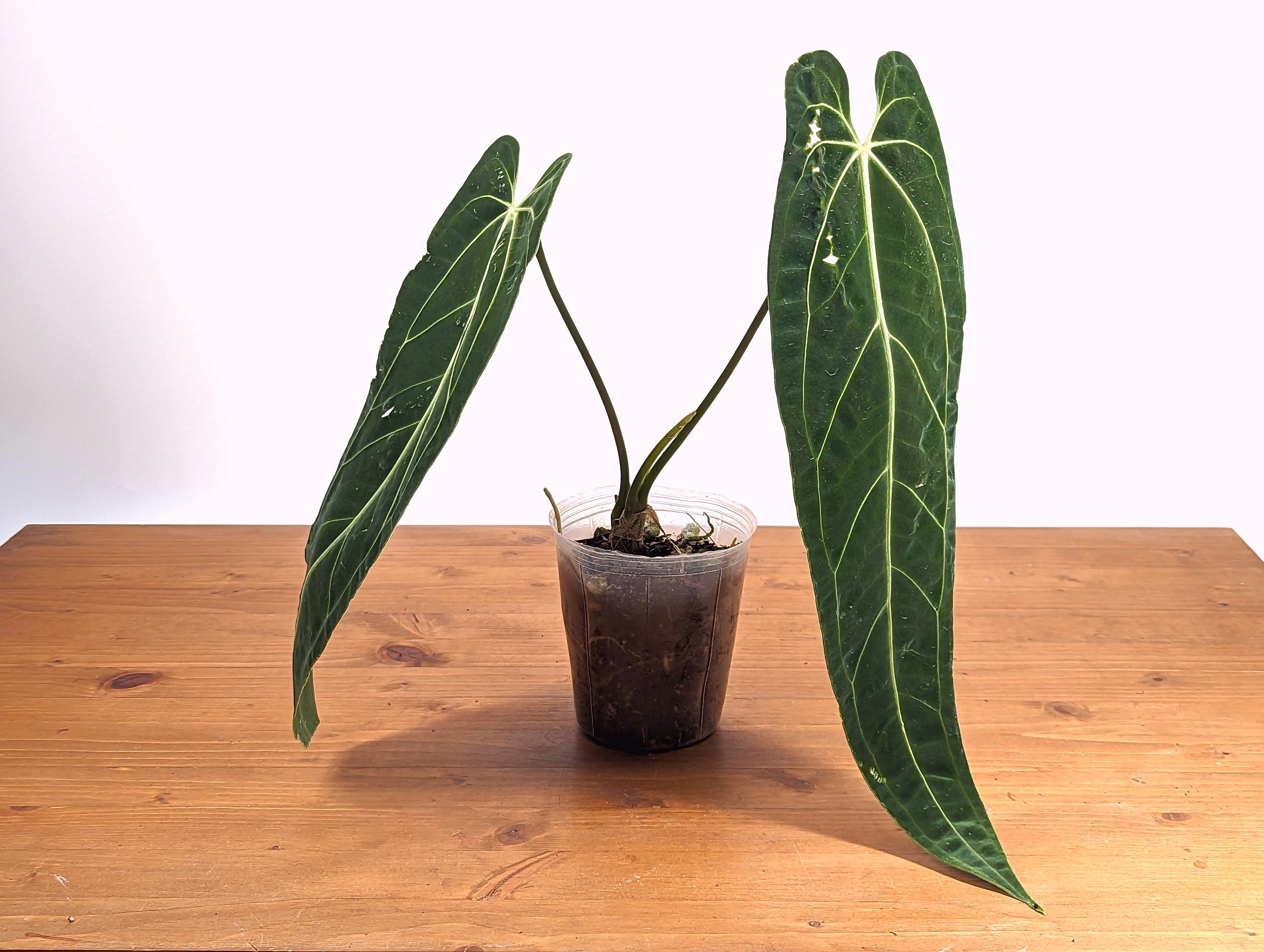 Anthurium Warocqueanum Queen Plant Mature 4 inch pot 2 or more leaves