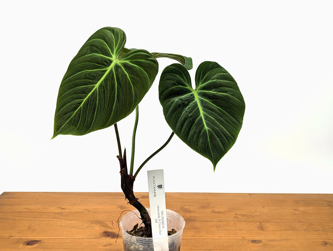 Philodendron El Choco Red P. rubrijuvenile