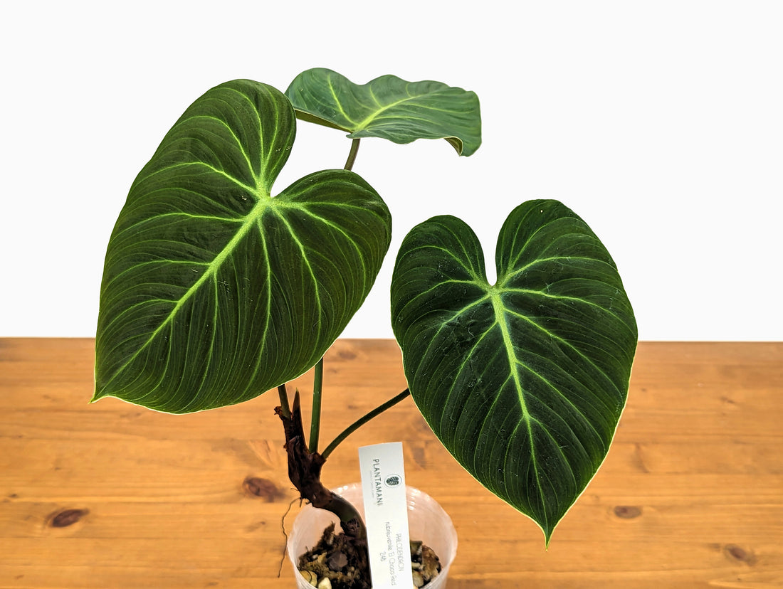 Philodendron El Choco Red P. rubrijuvenile