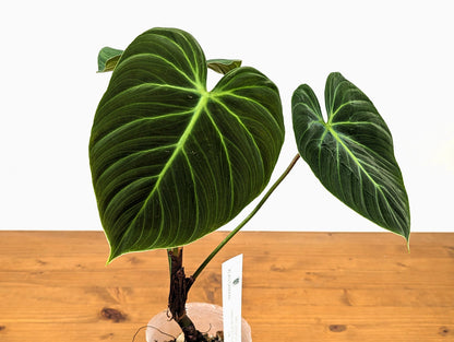 Philodendron El Choco Red P. rubrijuvenile