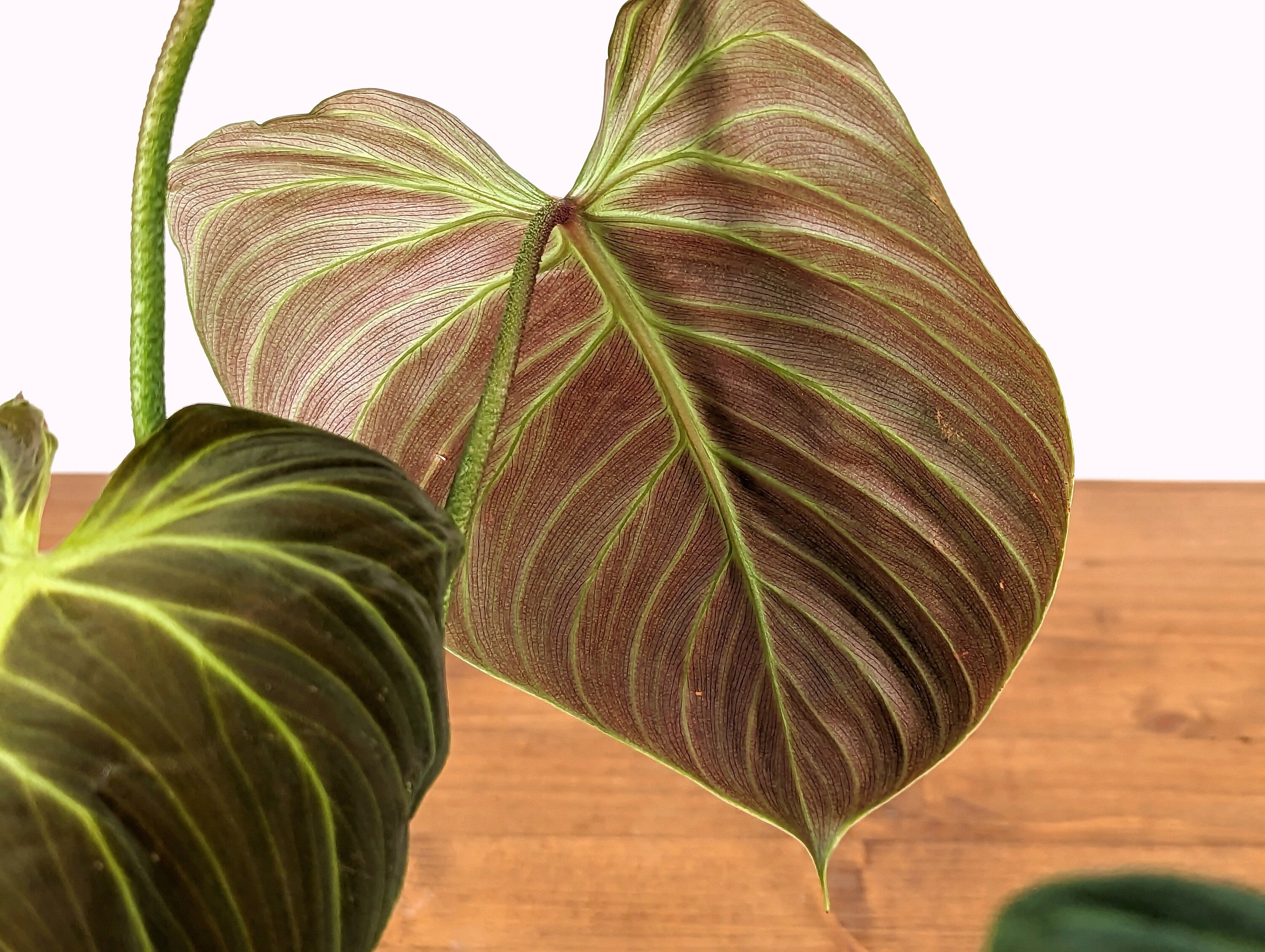 Philodendron El Choco Red P. rubrijuvenile