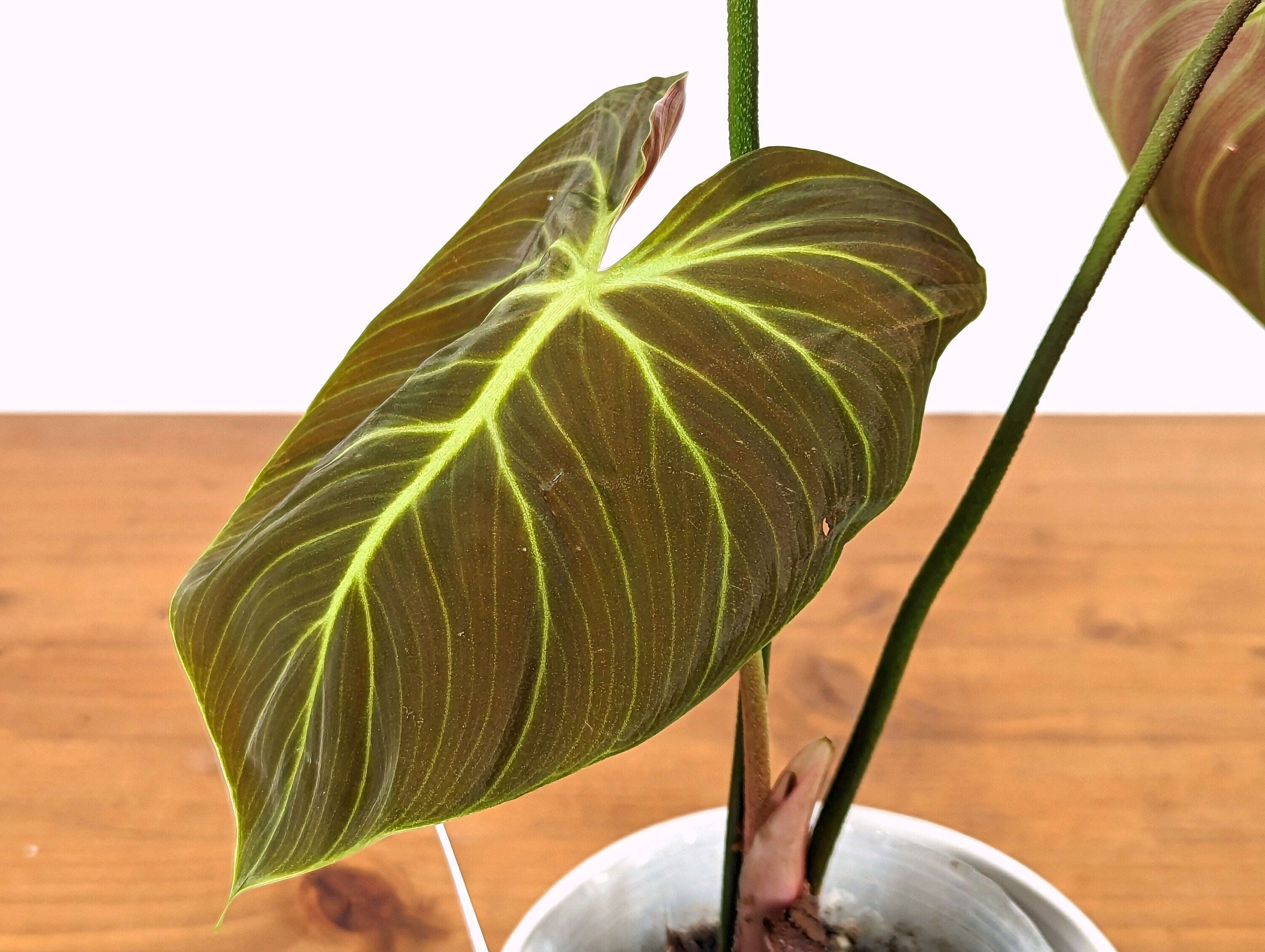 Philodendron El Choco Red P. rubrijuvenile