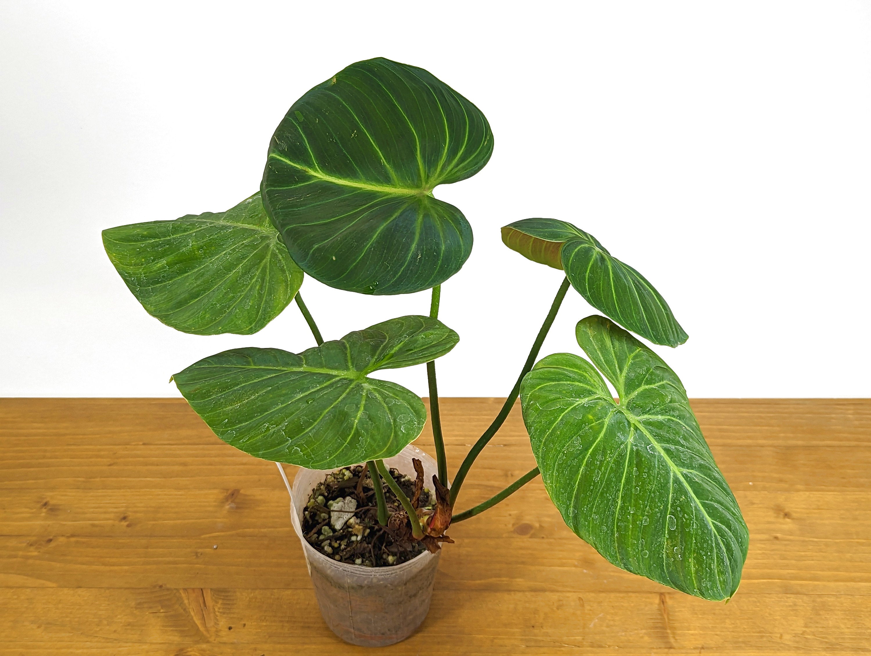 Philodendron El Choco Red P. rubrijuvenile