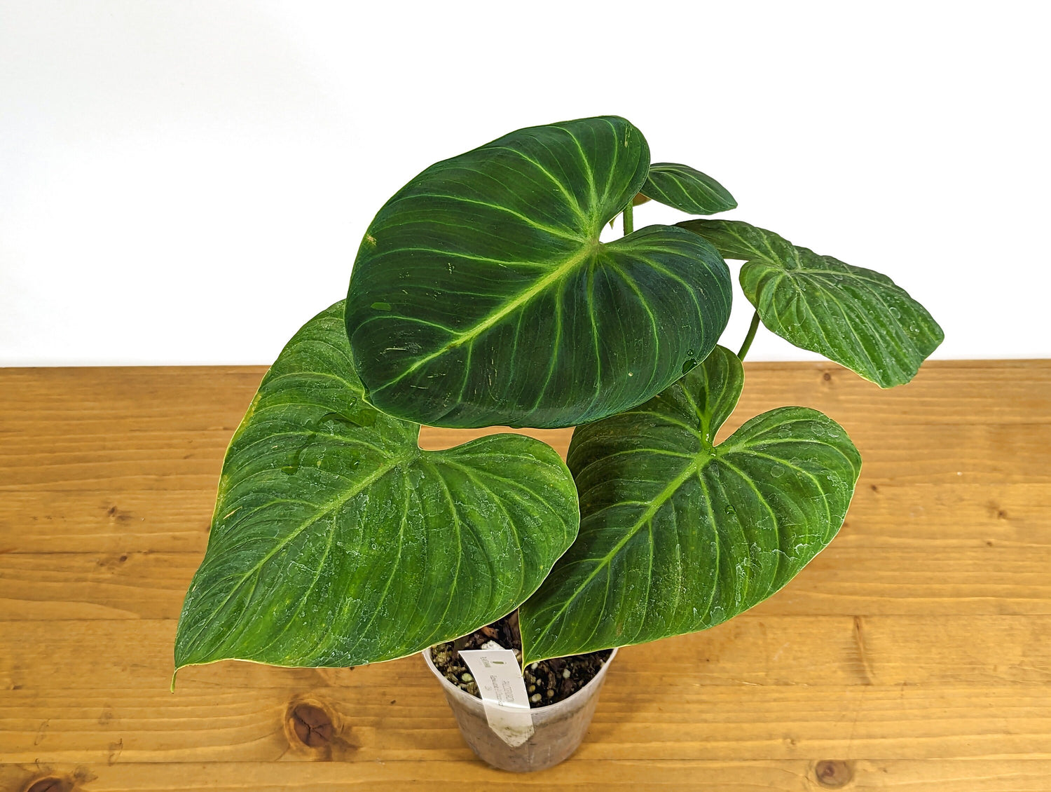 Philodendron El Choco Red P. rubrijuvenile