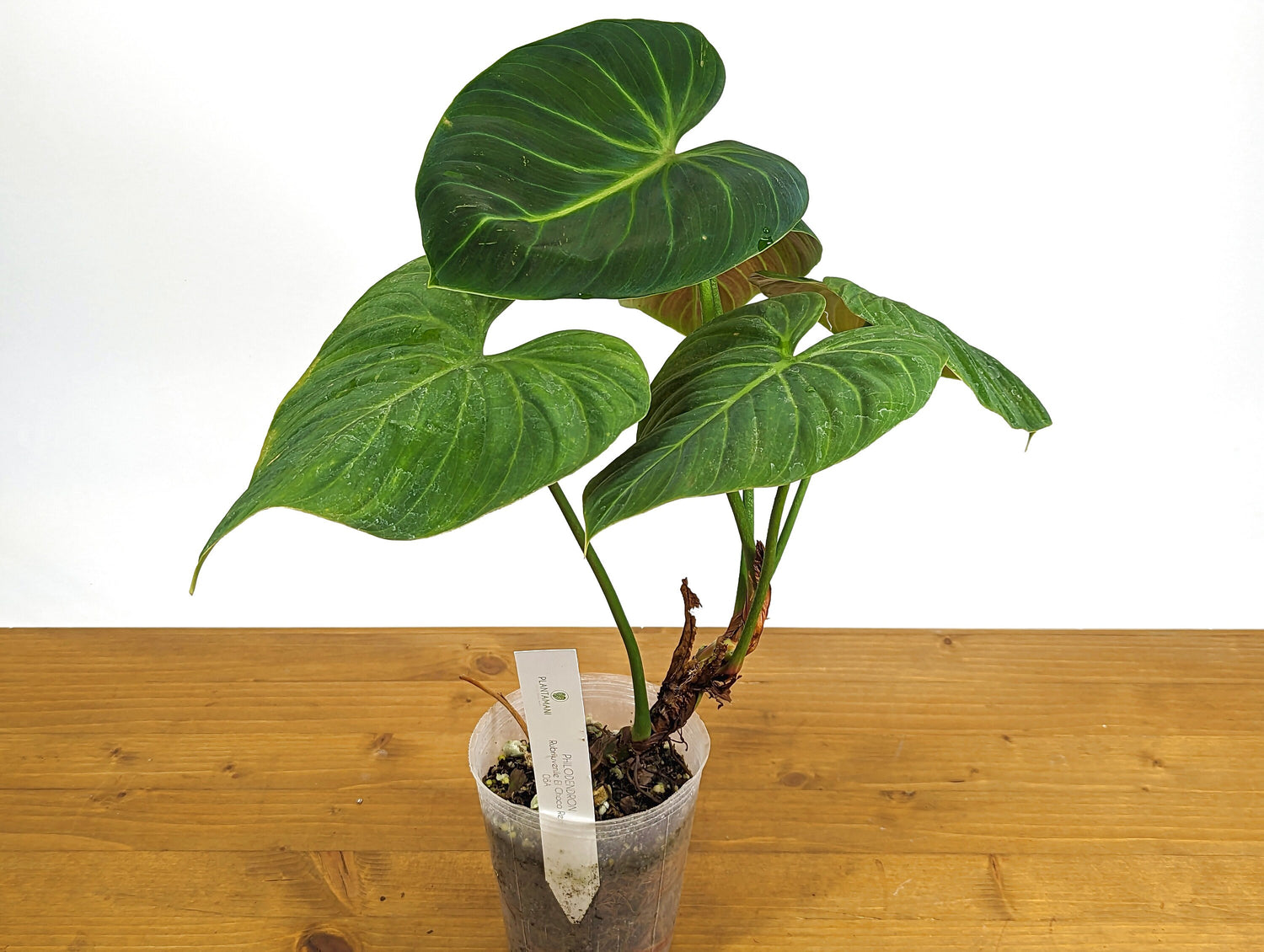 Philodendron El Choco Red P. rubrijuvenile