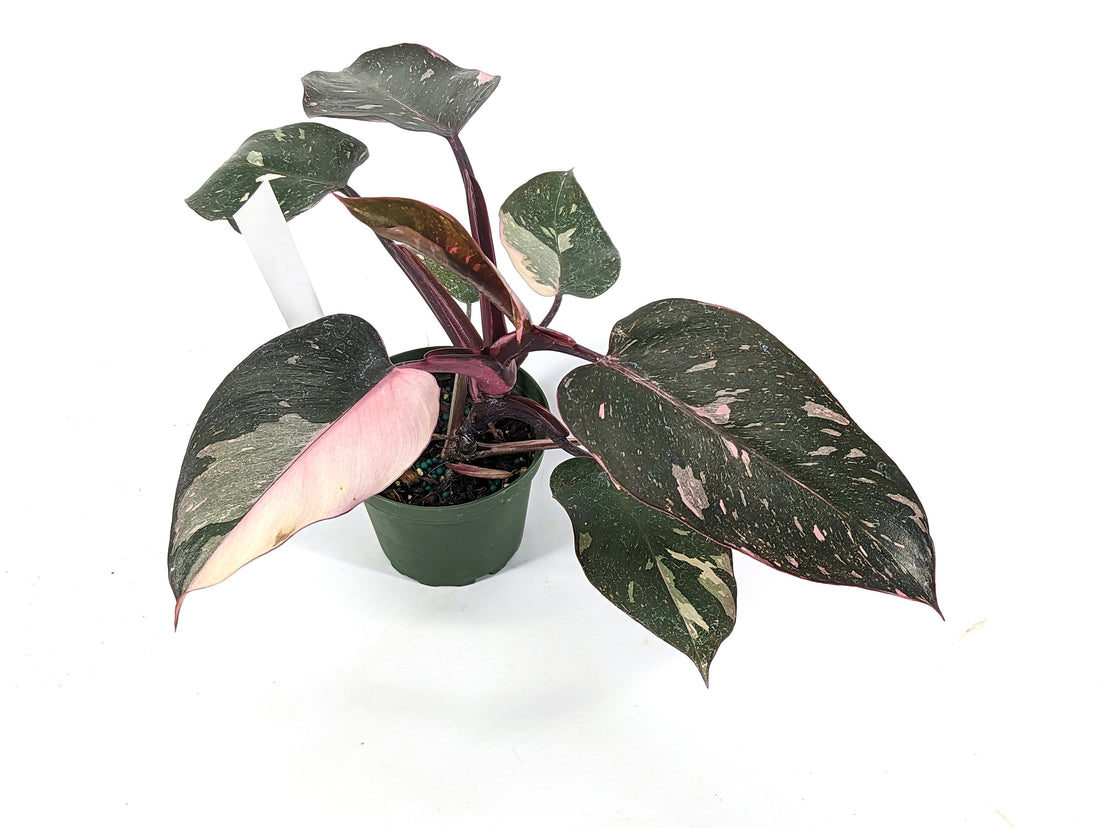 EXACT Philodendron Pink Princess Galaxy High Variegated Plant AKA Pink Princess Marble