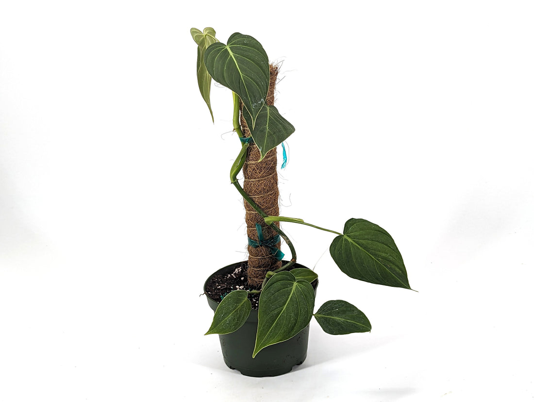 Philodendron Glorious in 6 Inch Pot With Coco Pole