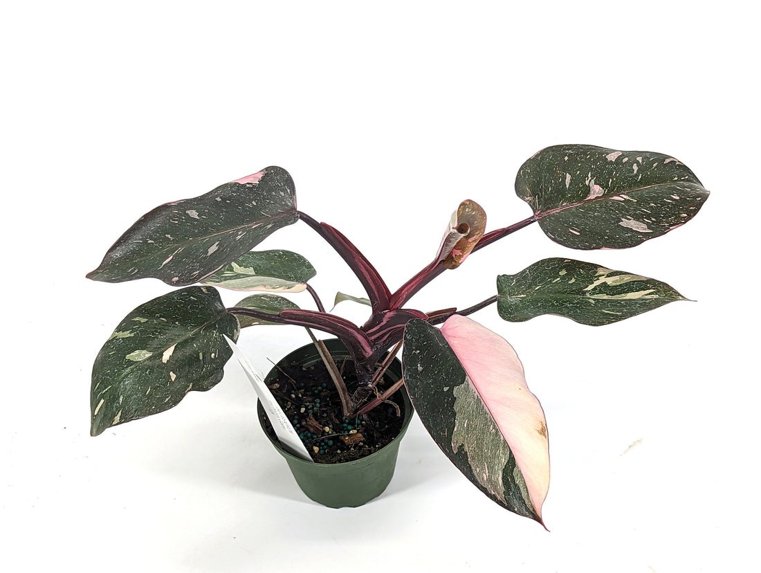 EXACT Philodendron Pink Princess Galaxy High Variegated Plant AKA Pink Princess Marble