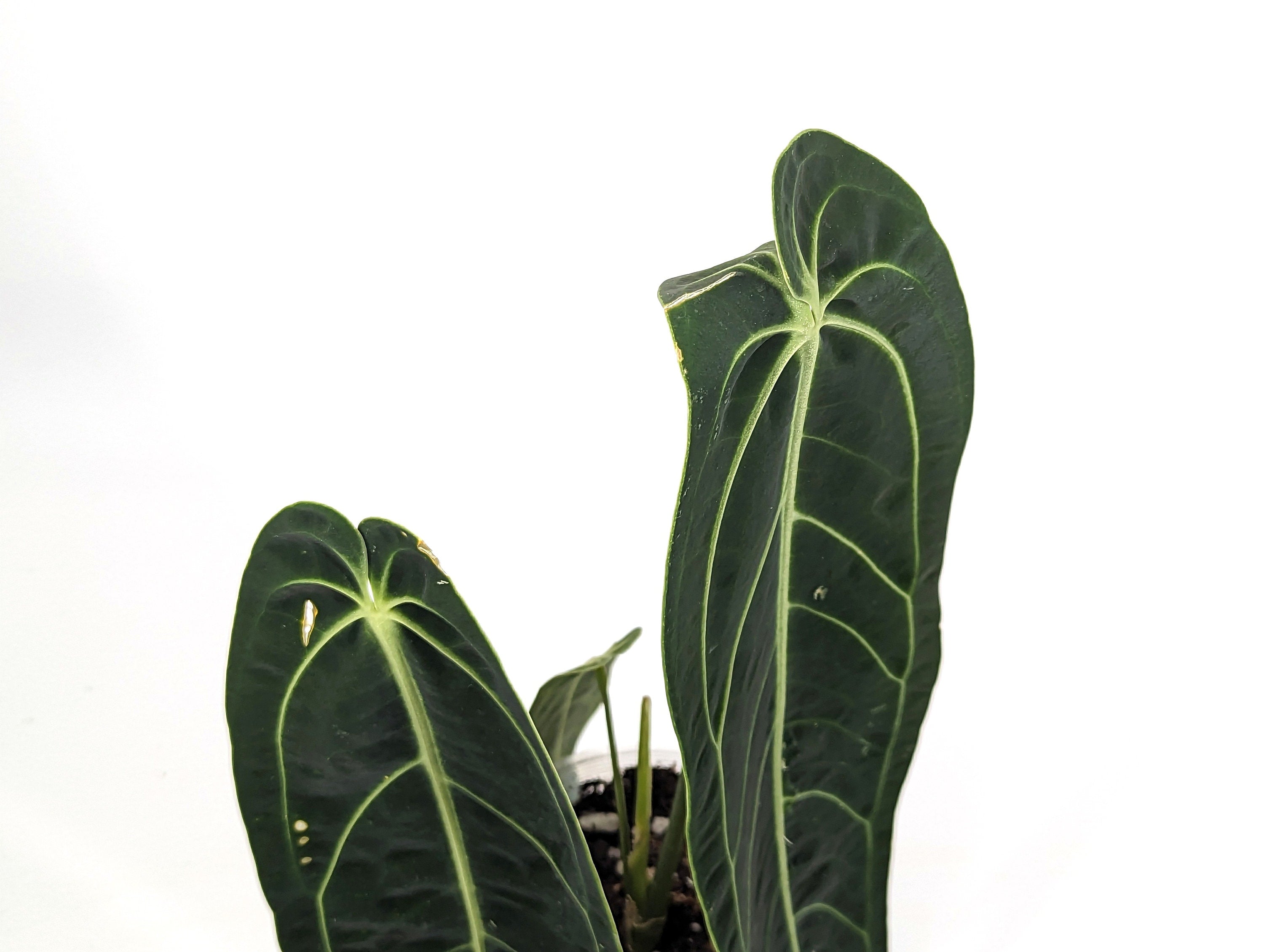 Exact XL Anthurium Warocqueanum Queen - Plant Leaves 6-14&quot; long - 14&quot; tall