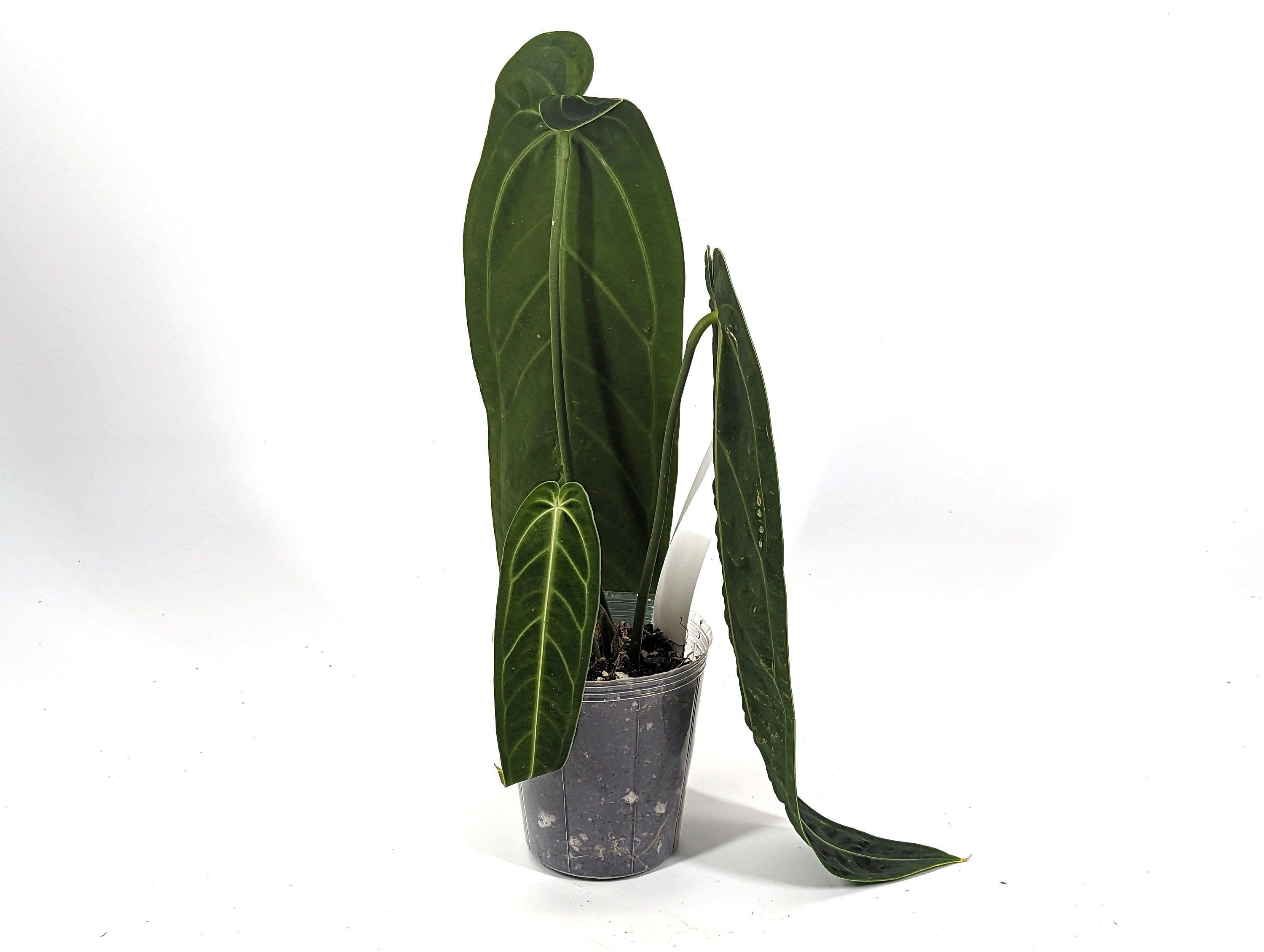 Exact XL Anthurium Warocqueanum Queen - Plant Leaves 6-14&quot; long - 14&quot; tall