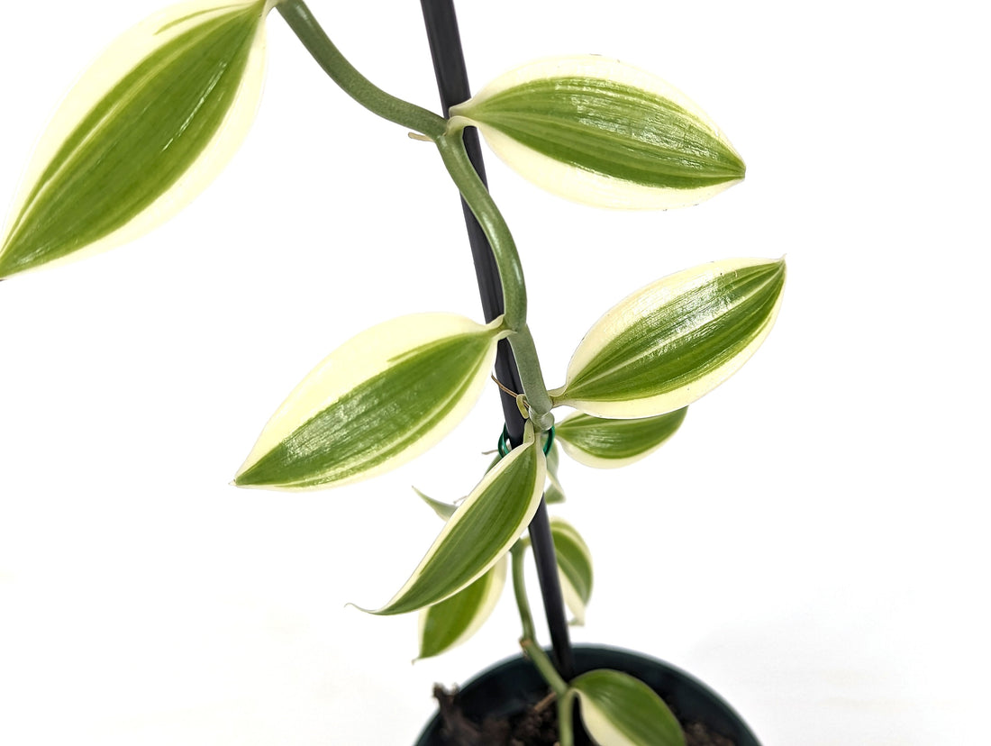 Variegated Vanilla Bean Orchid 4” Pot Planifolia Vanilla