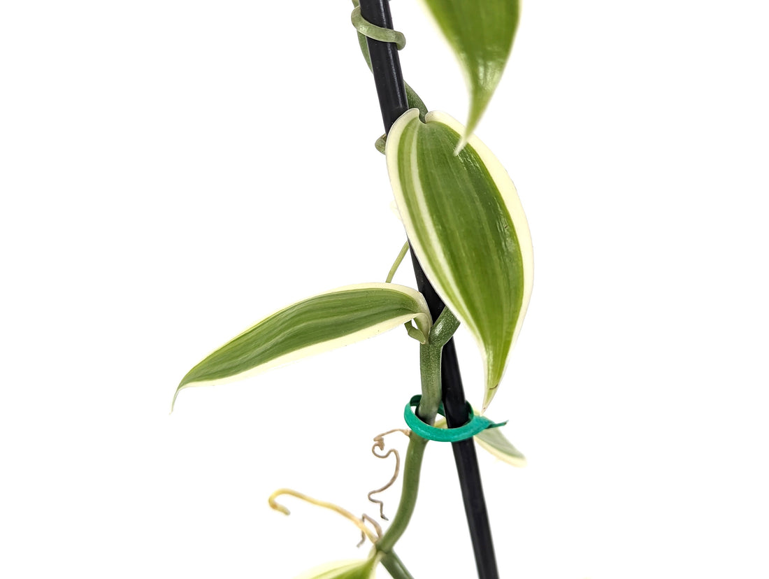 Variegated Vanilla Bean Orchid 4” Pot Planifolia Vanilla