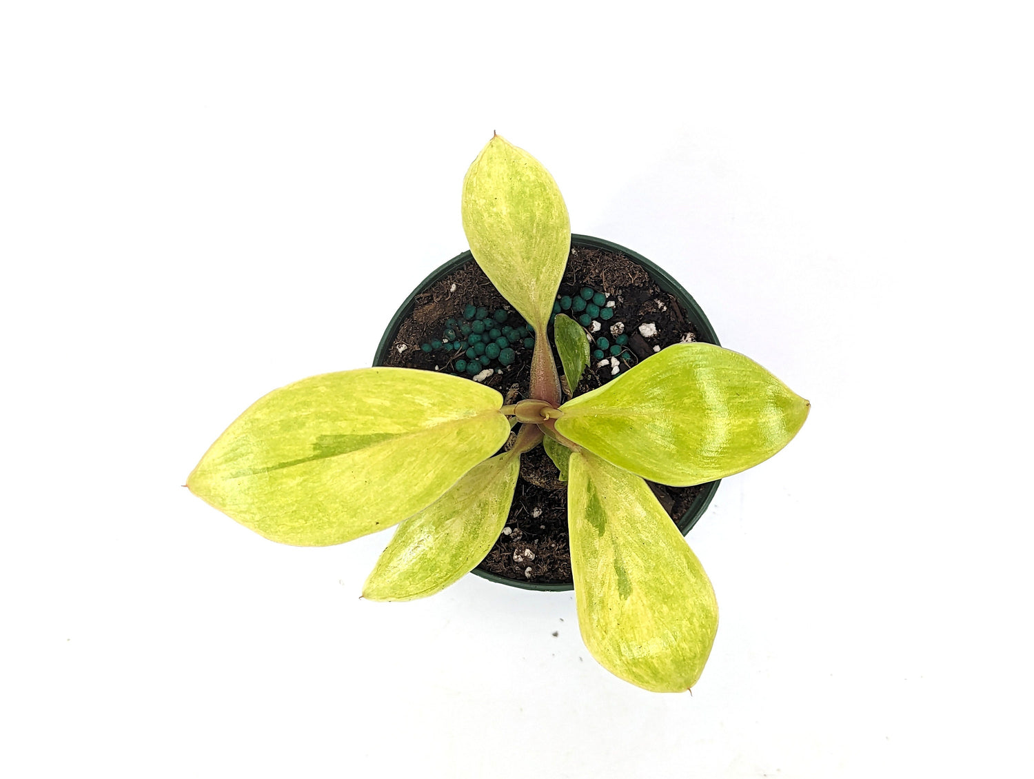 Philodendron Painted Lady - 3 Inch Pot Starter Plant - FREE Shipping Eligible