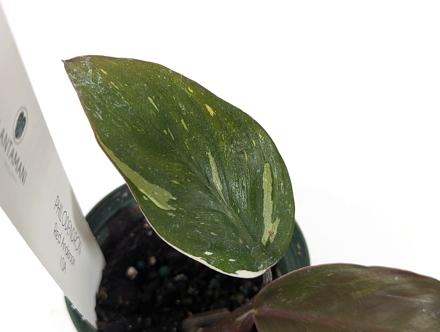 Philodendron Red Anderson - 3 Inch Pot EXACT Plant