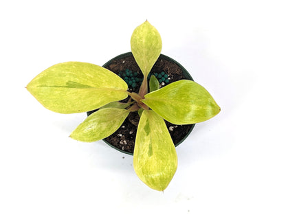 Philodendron Painted Lady - 3 Inch Pot Starter Plant - FREE Shipping Eligible
