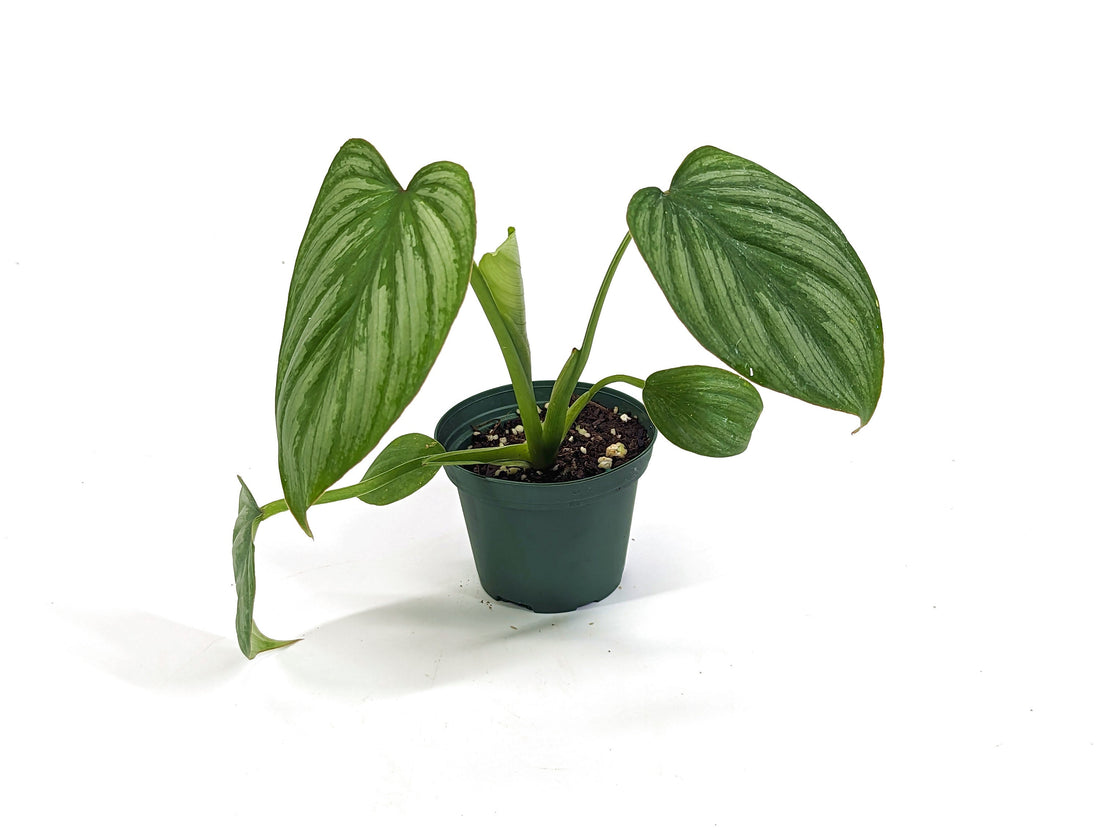 Pastazanum Silver Philodendron 3 inch Pot - FREE Shipping Eligible
