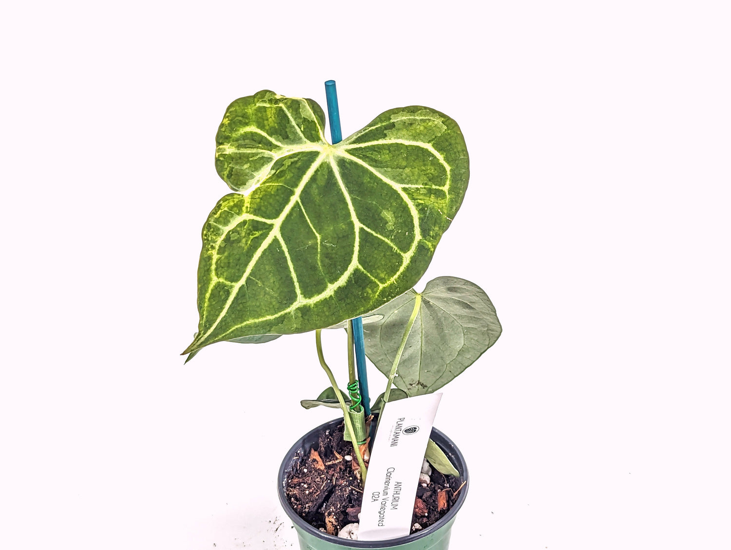 Variegtated Clarinervium Anthurium King *READ DESCRIPTION* 4 Inch Nursery Pot Live Tropical Indoor House Plant - New Leaf