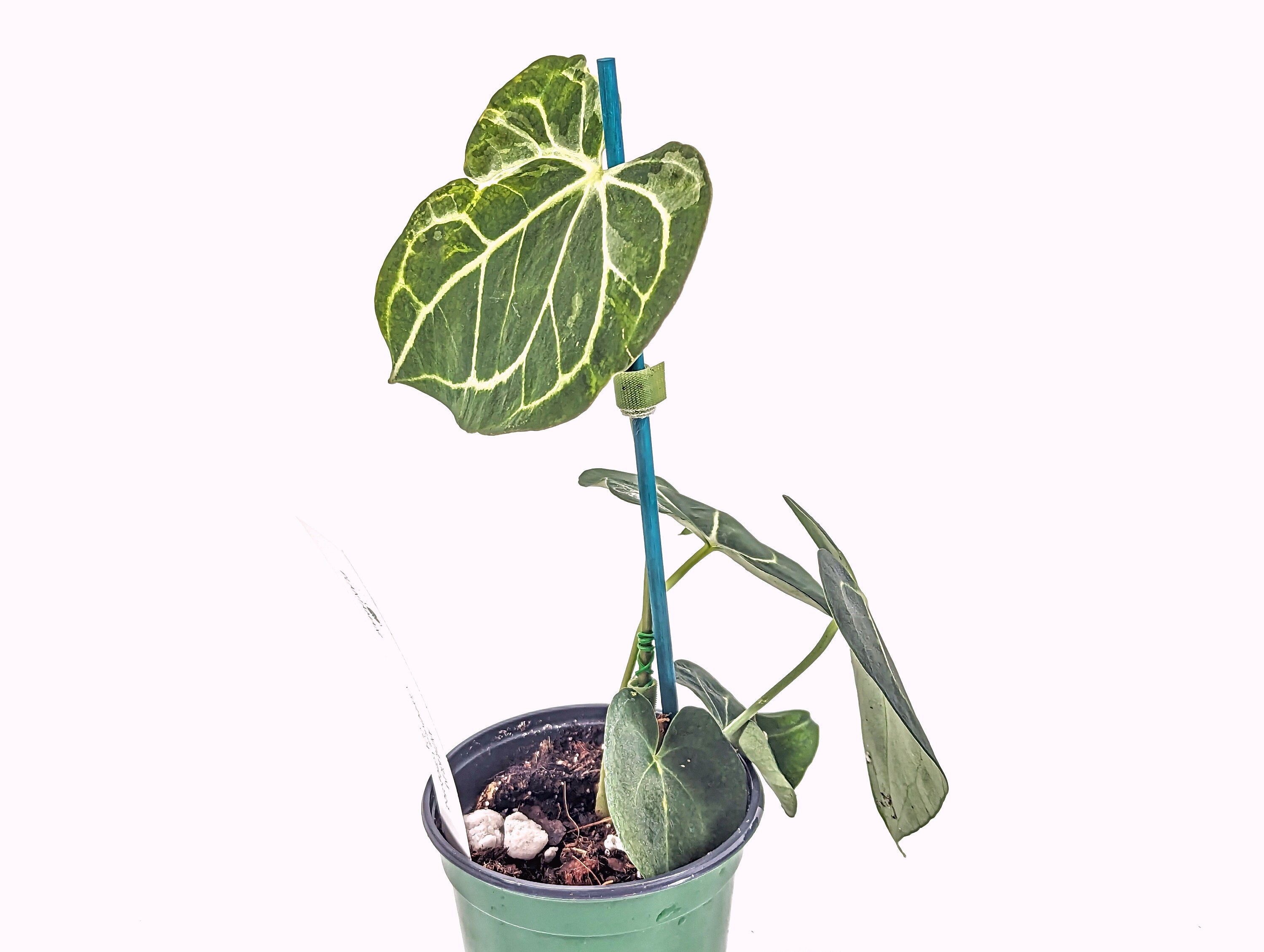 Variegtated Clarinervium Anthurium King *READ DESCRIPTION* 4 Inch Nursery Pot Live Tropical Indoor House Plant - New Leaf