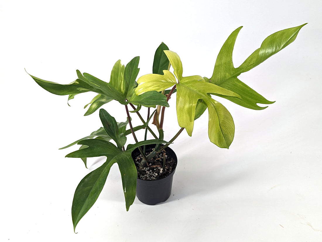 Philodendron Florida Ghost Mint - Large Rooted Plants in 4 Inch Pots
