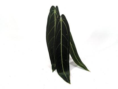 XL Anthurium Warocqueanum Queen - Plant Leaves 6-12&quot; long - 12&quot; tall