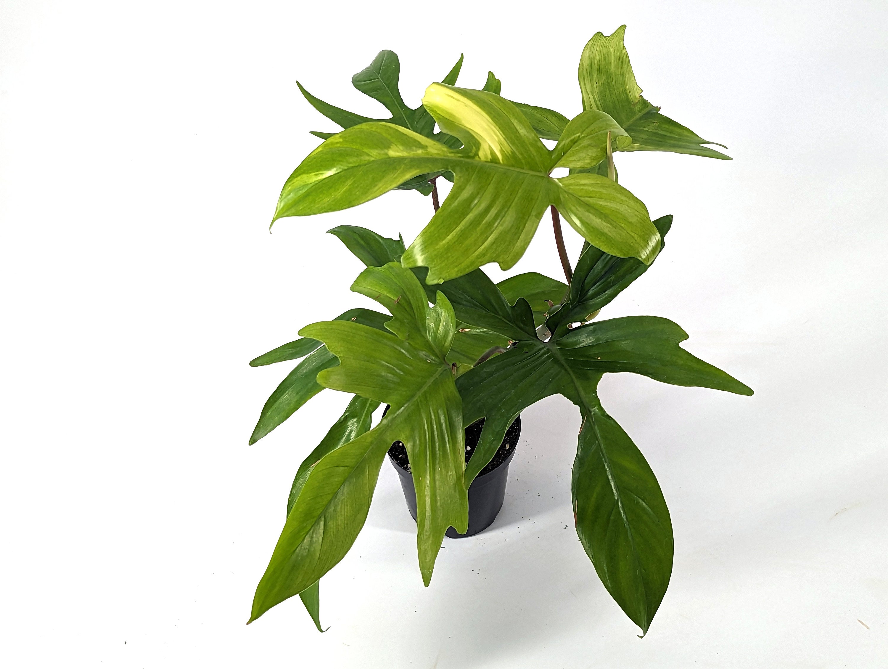 Philodendron Florida Ghost Mint - Large Rooted Plants in 4 Inch Pots