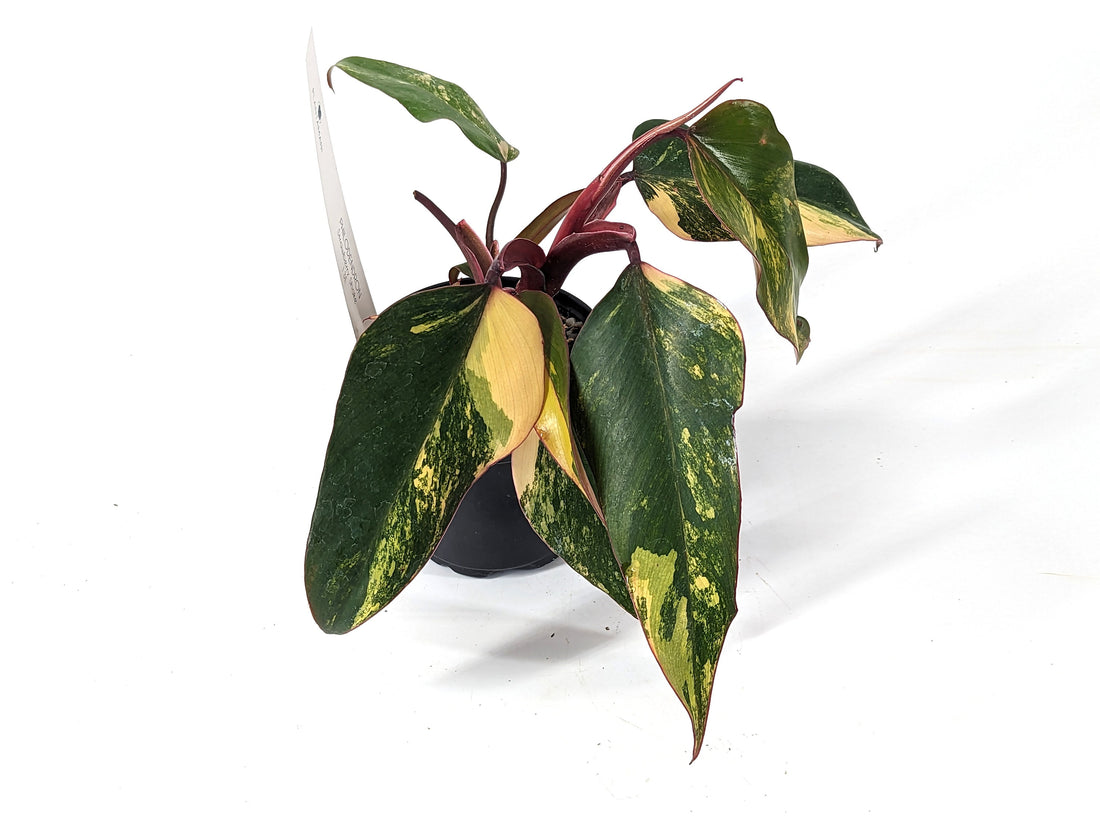 Philodendron Strawberry Shake High Color 4 inch Pot - Exact Plant Pictured Plant E