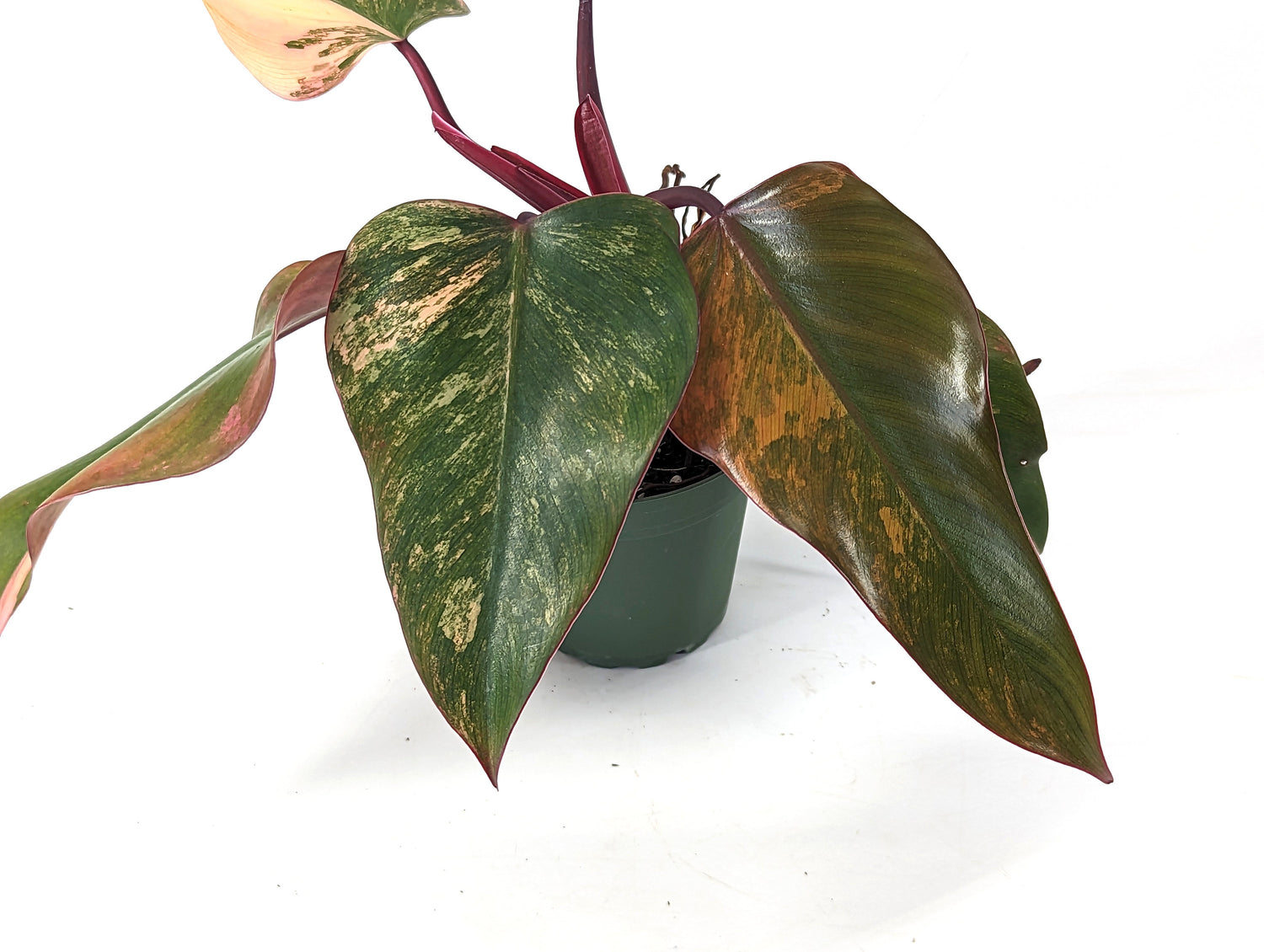 Philodendron Strawberry Shake High Color 4 inch Pot - Exact Plant Pictured