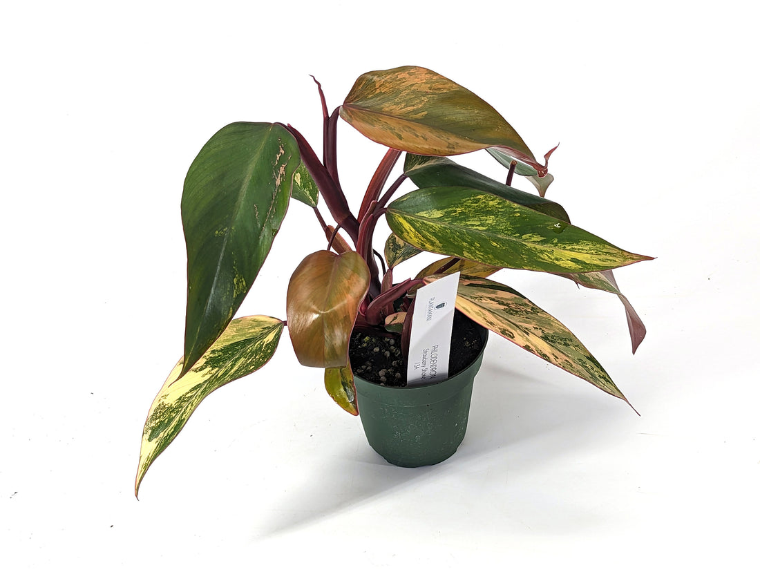Philodendron Strawberry Shake 2 Growth Points High Color 4 inch Pot - Exact Plant Pictured