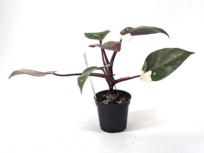 Philodendron Red Anderson 4 inch Pot - Pick Your Plant