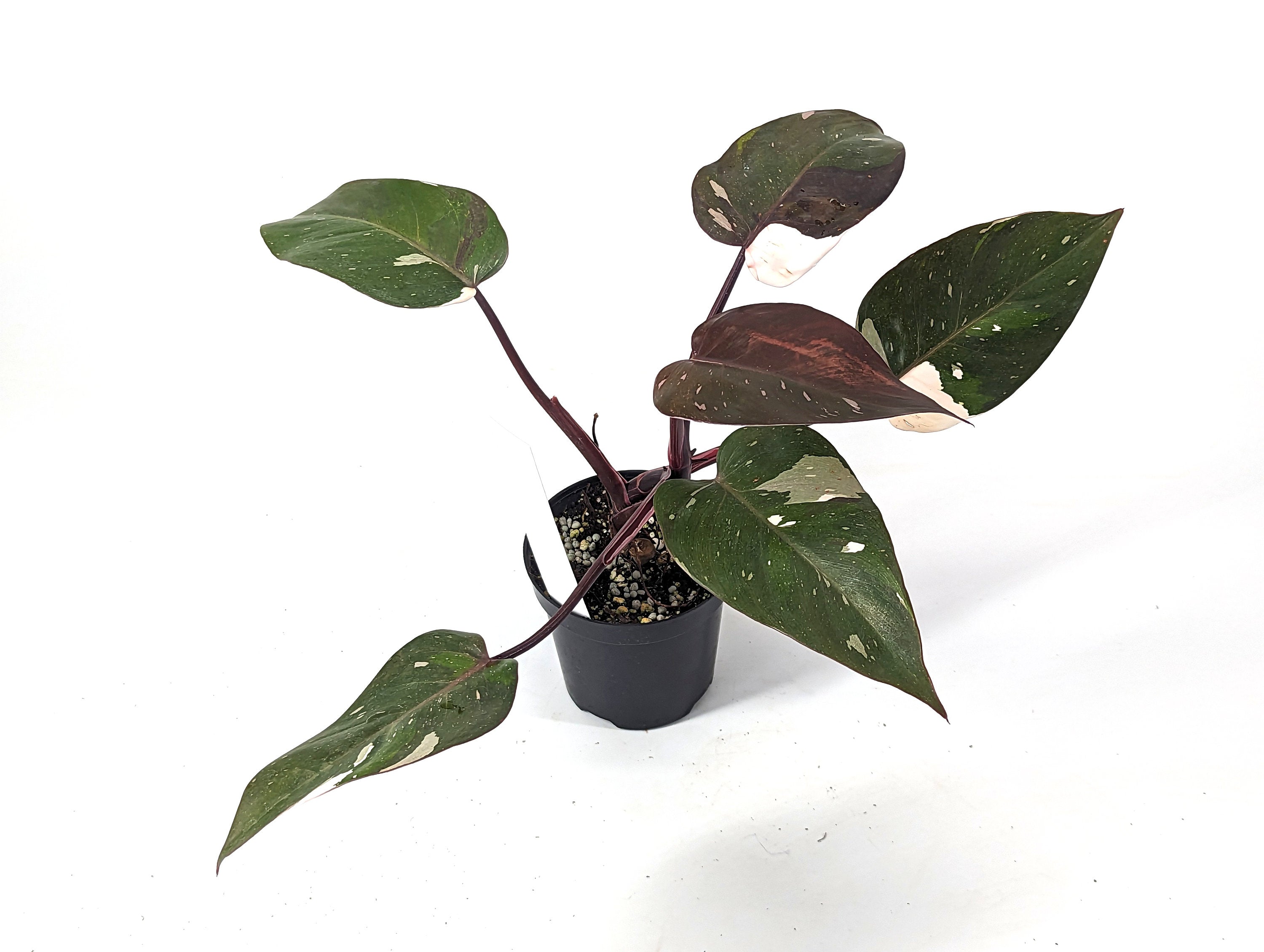 Philodendron Red Anderson 4 inch Pot - Pick Your Plant