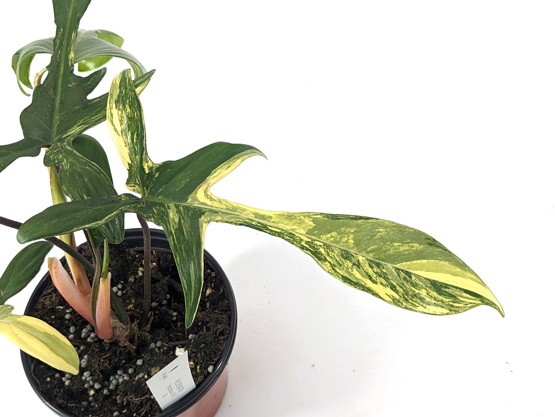 Exact Philodendron Florida Beauty Variegated Fully Rooted - XL 6 inch pot 