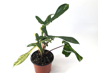 Exact Philodendron Florida Beauty Variegated Fully Rooted - XL 6 inch pot 