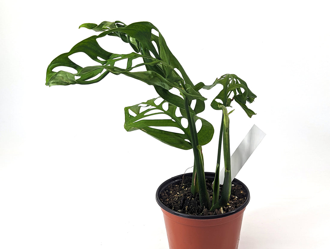 Exact Monstera Esqueleto Large Fully Rooted in 6 inch pot