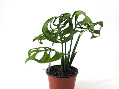 Exact Monstera Esqueleto Large Fully Rooted in 6 inch pot
