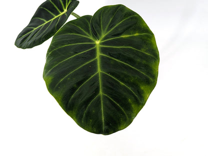 Philodendron Luxurians **EXACT PLANT** Rare Aroid | 4 Inch Pot