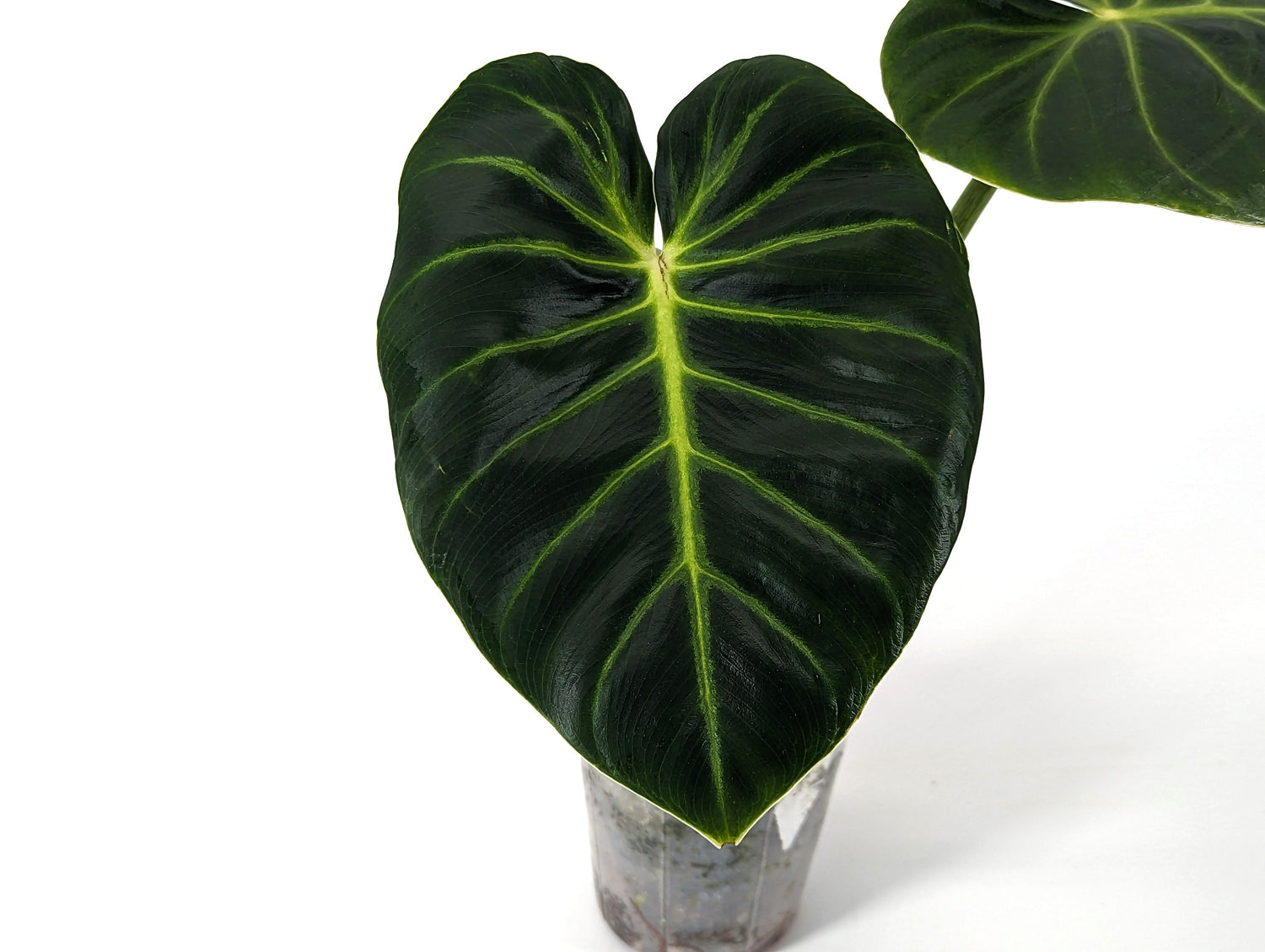 Philodendron Luxurians **EXACT PLANT** Rare Aroid | 4 Inch Pot