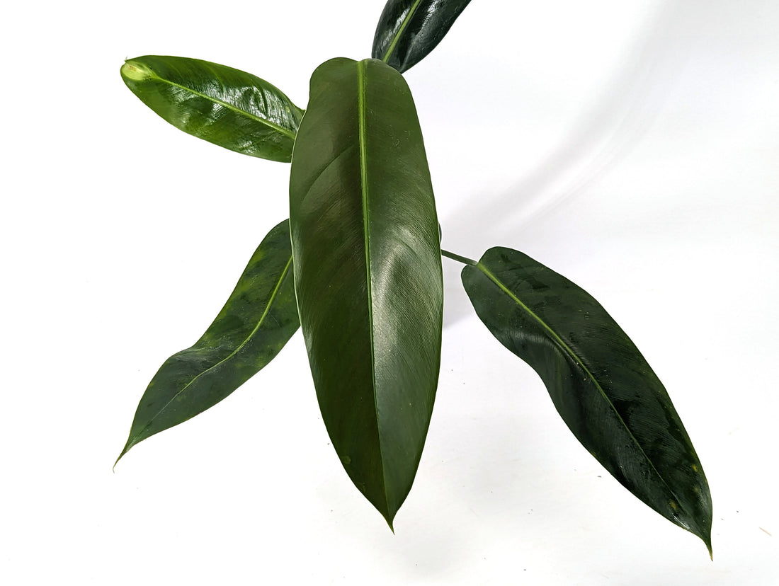 Philodendron Ruizii x Patriciae New Rare Hybrid &amp; One of a Kind Plant - 4 inch pot