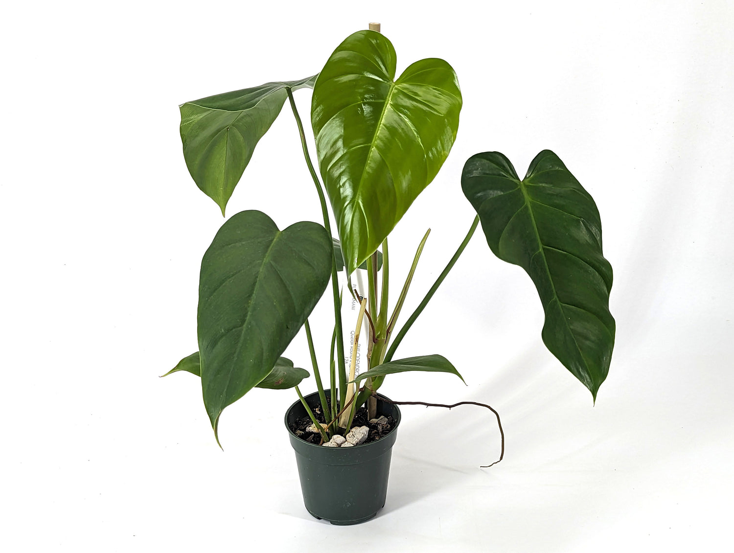 Philodendron Quelali Round x Spiritus Sancti NEW One of a Kind Hybrid Plant - In 4 Inch Pot