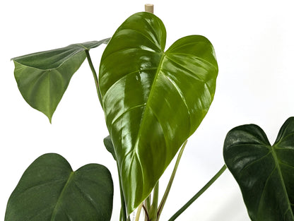 Philodendron Quelali Round x Spiritus Sancti NEW One of a Kind Hybrid Plant - In 4 Inch Pot