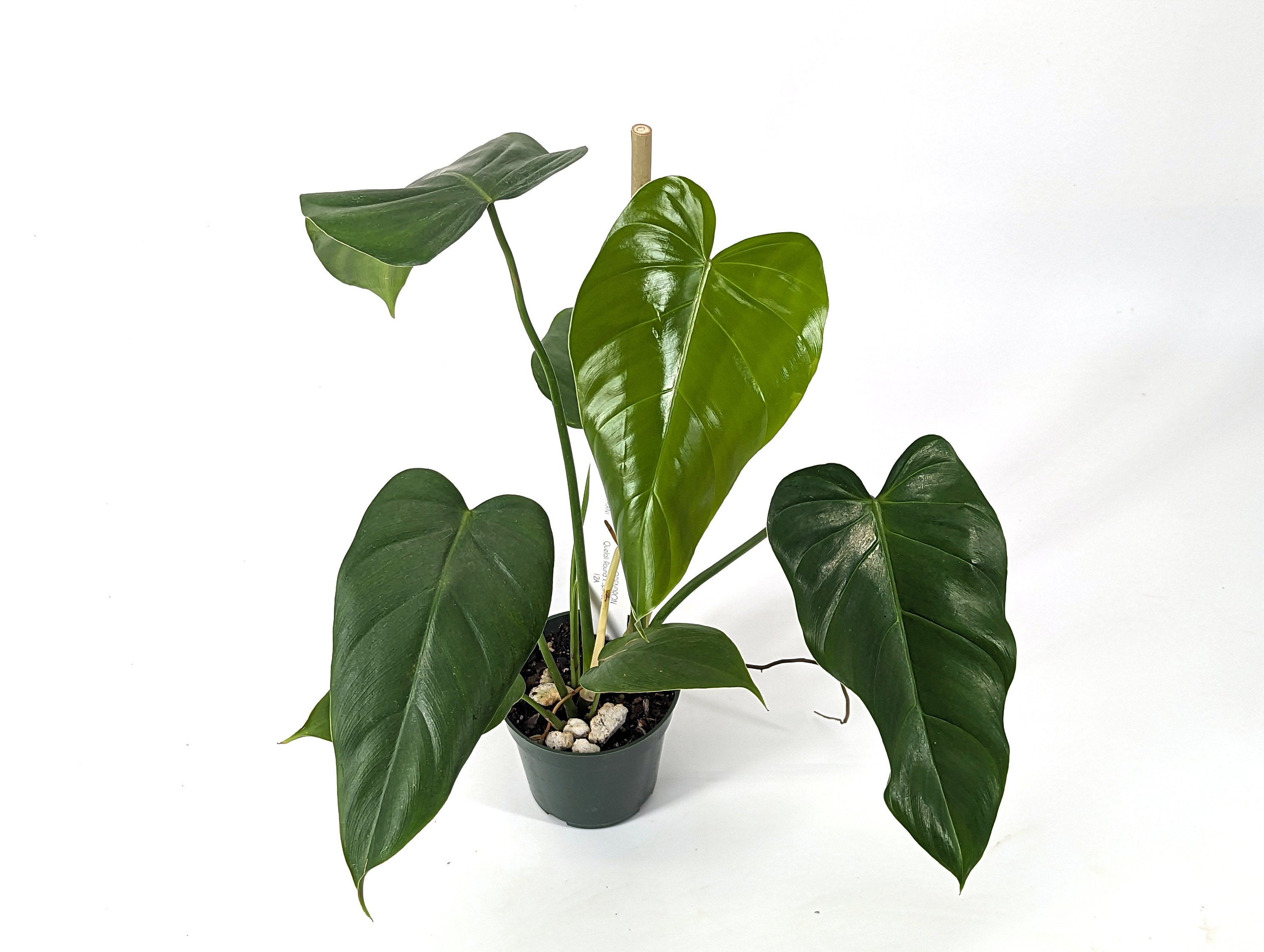 Philodendron Quelali Round x Spiritus Sancti NEW One of a Kind Hybrid Plant - In 4 Inch Pot