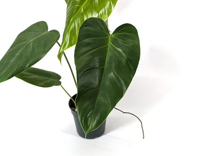 Philodendron Quelali Round x Spiritus Sancti NEW One of a Kind Hybrid Plant - In 4 Inch Pot