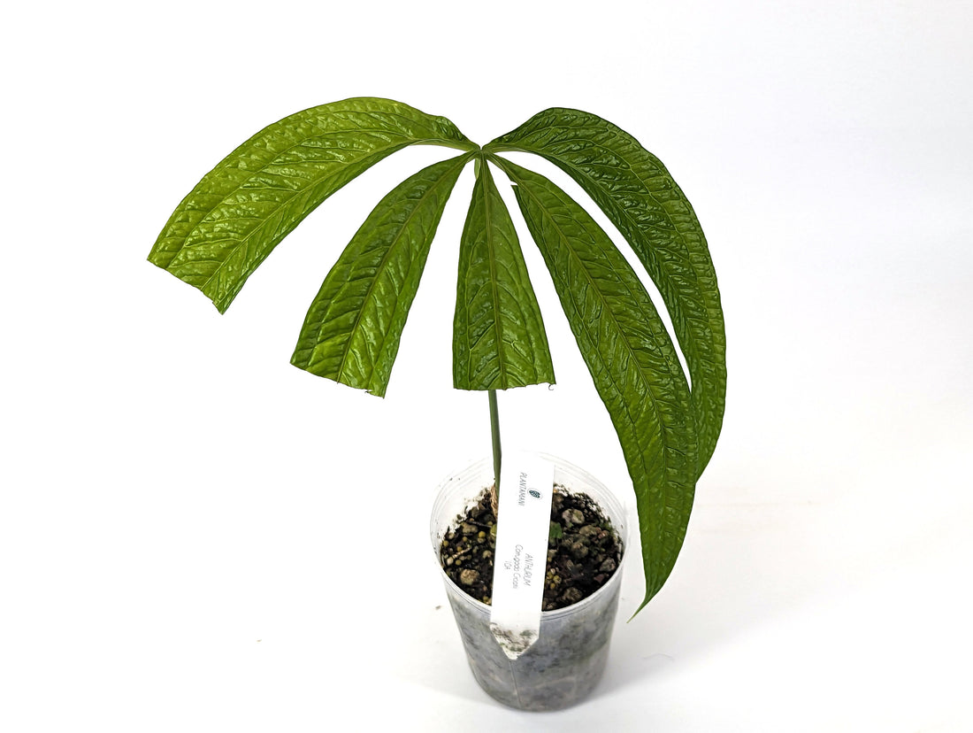 Anthurium Croatii Corrugado IMPERFECT Plant in 4 inch pot
