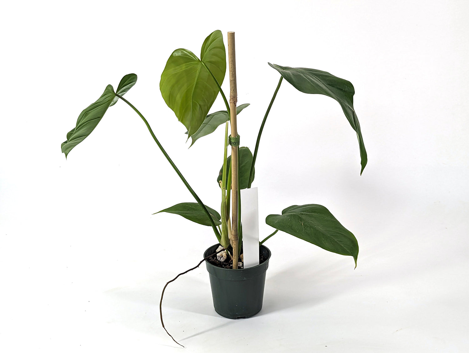 Philodendron Quelali Round x Spiritus Sancti NEW One of a Kind Hybrid Plant - In 4 Inch Pot