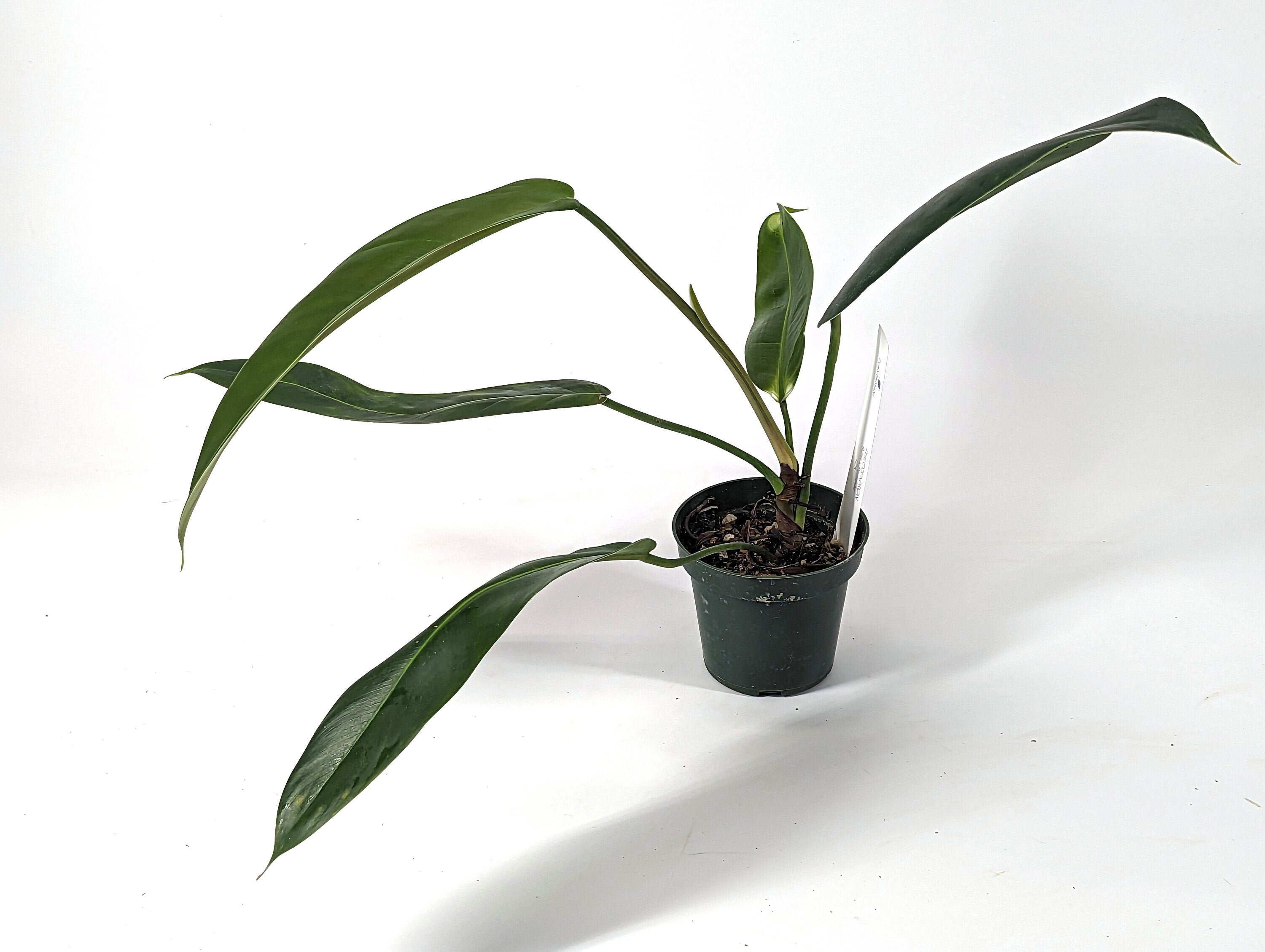 Philodendron Ruizii x Patriciae New Rare Hybrid &amp; One of a Kind Plant - 4 inch pot