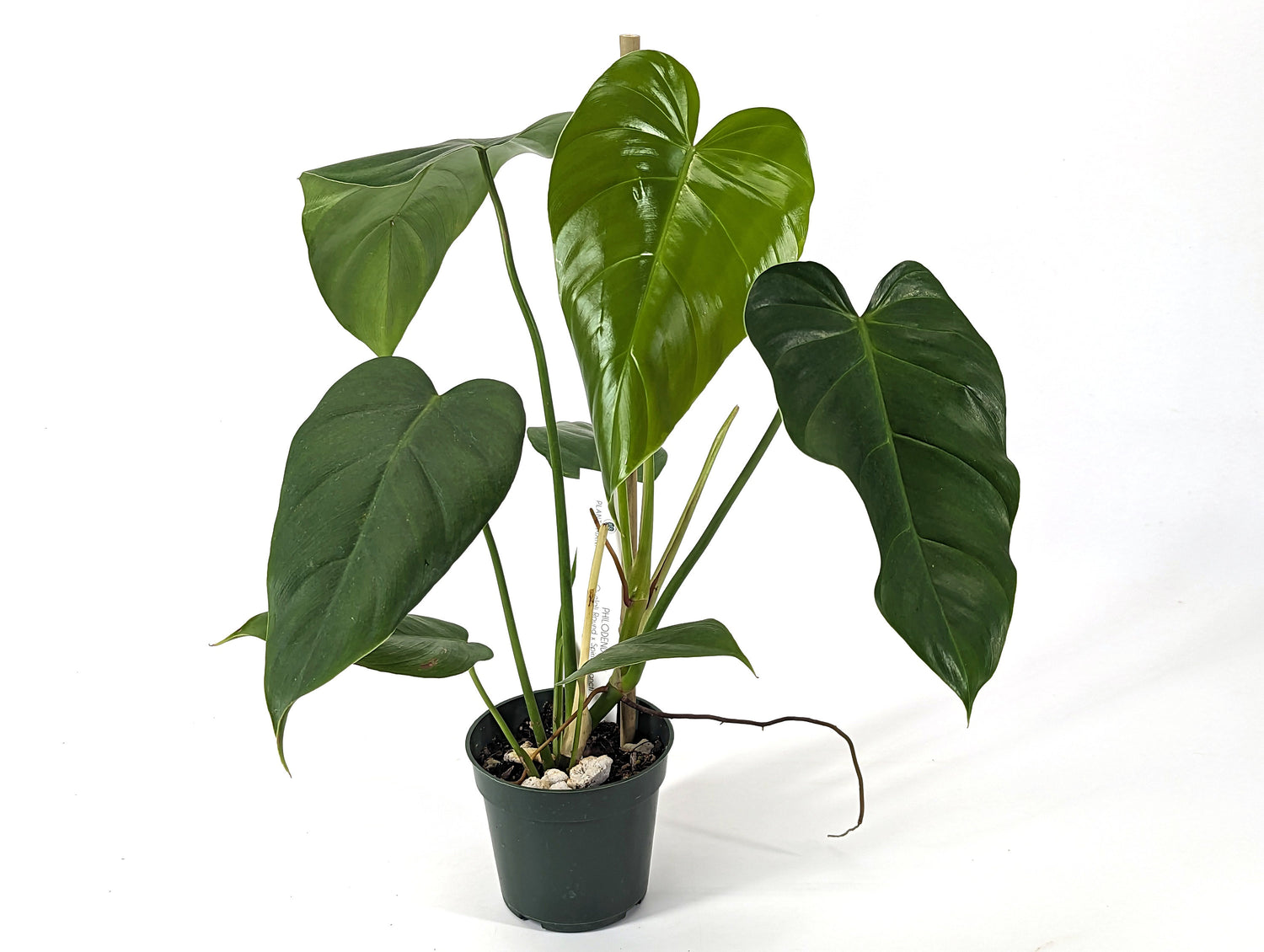 Philodendron Quelali Round x Spiritus Sancti NEW One of a Kind Hybrid Plant - In 4 Inch Pot