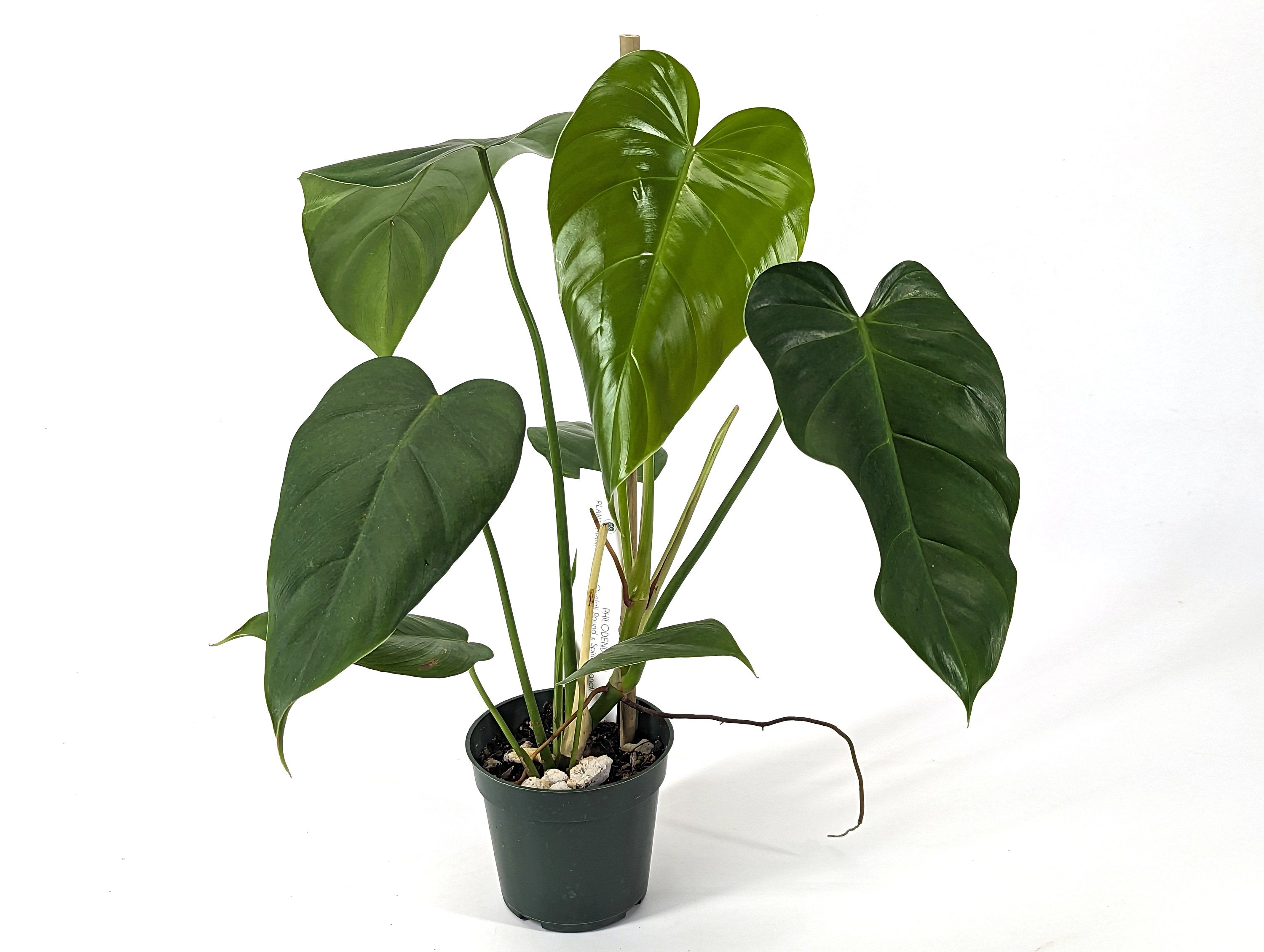 Philodendron Quelali Round x Spiritus Sancti NEW One of a Kind Hybrid Plant - In 4 Inch Pot